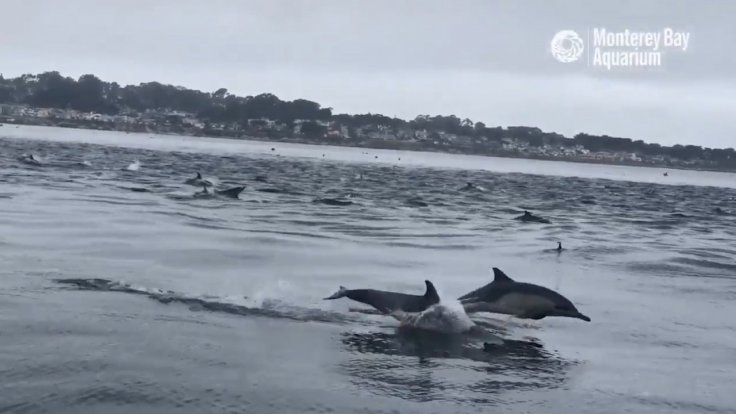 hundreds-of-ravenous-dolphins-surged-through-monterey-bay-on-labor-day-in-search-of-bait-fish