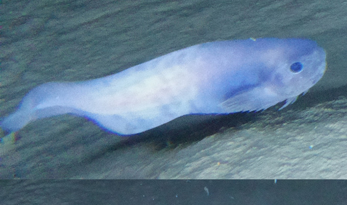 The Atacama snailfish