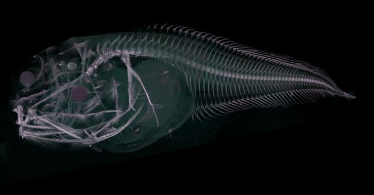 CT scan of the Atacama snailfish