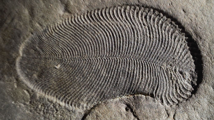 Fossils show strange sea creatures half-billion-year-old 