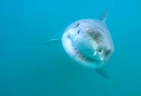 great-white-sharks-have-a-secret-lair-deep-in-the-pacific-ocean