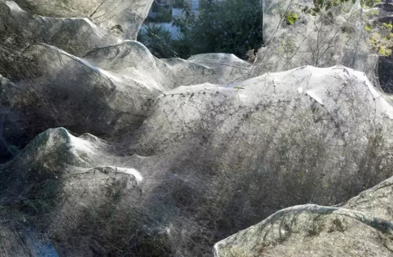 Spider web Spider web