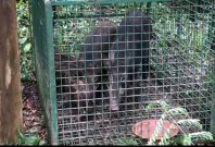 Trapped animals Trapped animals