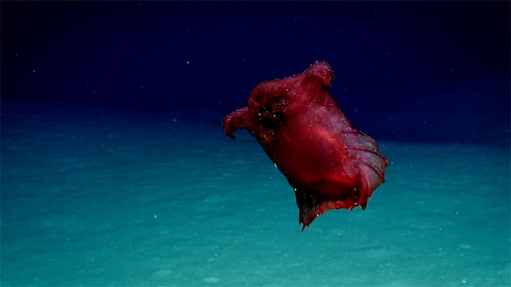 Enipniastes eximia, the "headless chicken monster" (Photo: NOAA)