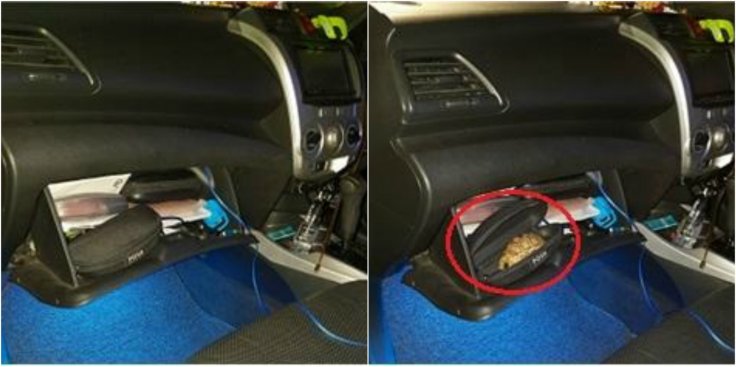 Wildlife smuggling Wildlife smuggling
