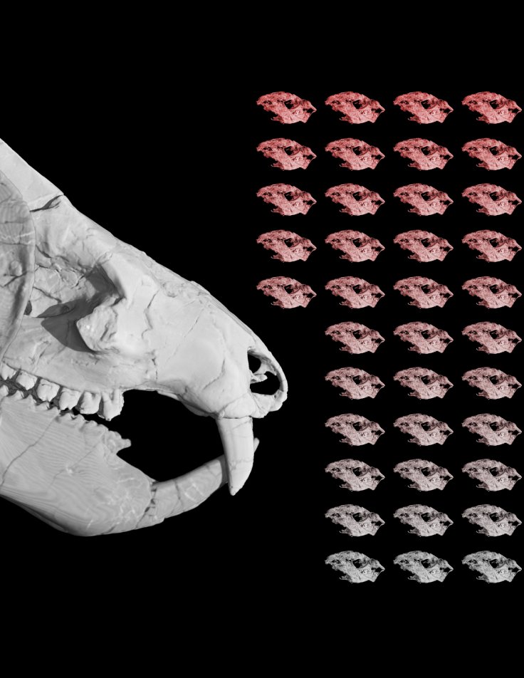 A figure representing the 38 Kayentatherium babies found with an adult specimen. They are the only known fossils of babies from an extinct mammal relative that lived during the Early Jurassic. Eva Hoffman / The University of Texas at Austin.