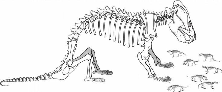 Researchers from The University of Texas at Austin found a fossil of an extinct mammal relative with a clutch of 38 babies that were near miniatures of their mother. Eva Hoffman / The University of Texas at Austin.