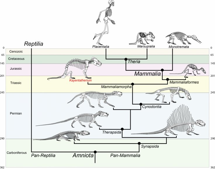 The fossils discovered by the researchers belong to Kayentatherium, an extinct mammal relative that lived during the Early Jurassic. Eva Hoffman / The University of Texas at Austin.