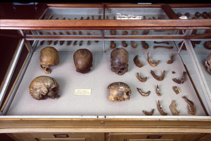 These are skulls and other human remains from P.W. Lund's Collection from Lagoa Santa, Brazil kept in the Natural History Museum of Denmark.