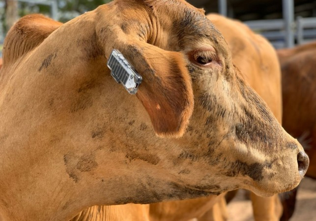 CSIRO in association with Ceres Tag and MLA Donor Company has launched new smart fitness tracker for cow.