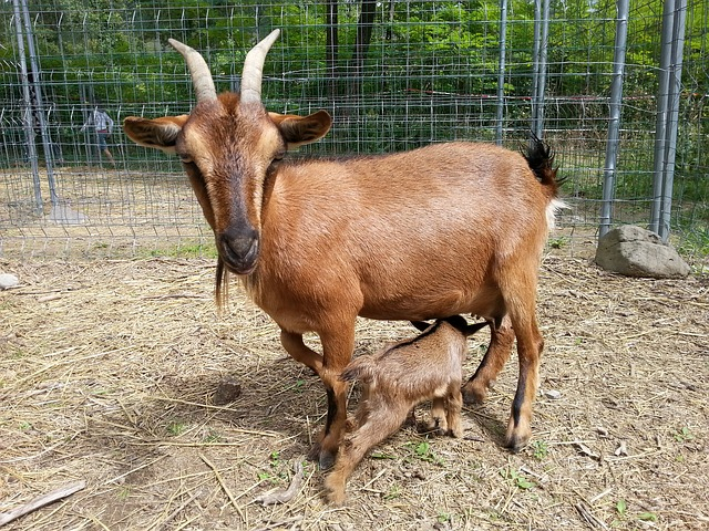 Goat Goat