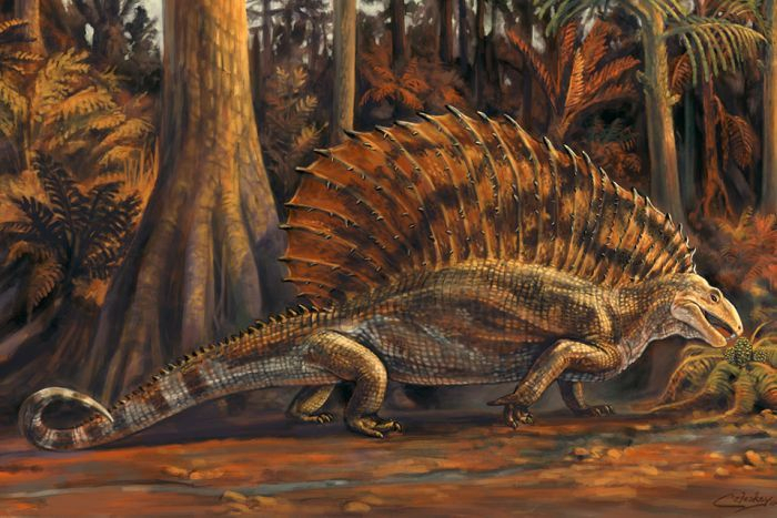 The Gordodon had a large sail on its back. The Gordodon had a large sail on its back.