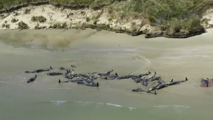 145-pilot-whales-die-in-mass-stranding-on-new-zealand-beach