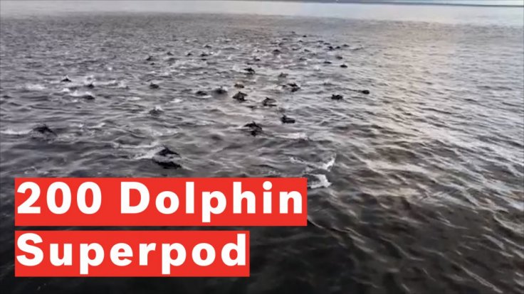 watch-incredible-moment-superpod-of-dolphins-frolic-near-ferry