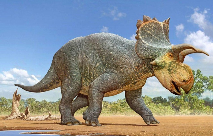 Horned dinosaur