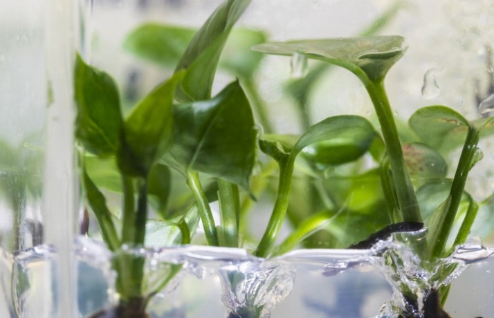 plant absorbs air pollutants