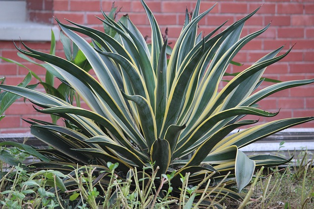 Snake Plant Snake Plant