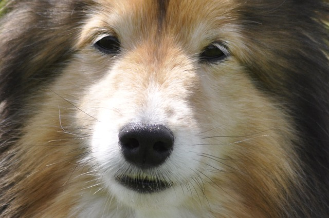 Shetland sheepdog 