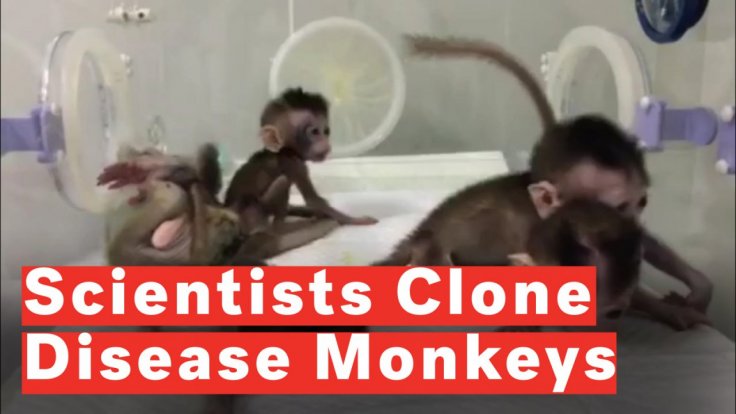 chinese-researchers-clone-five-gene-edited-disease-monkeys chinese-researchers-clone-five-gene-edited-disease-monkeys