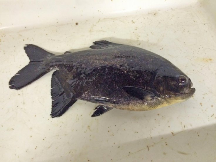 Piaractus mesopotamicus, a South American species known as pacu, is often raised in aquaculture. Piaractus mesopotamicus, a South American species known as pacu, is often raised in aquaculture.