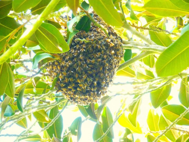 Non-native honey bees have established robust feral populations in San Diego, such as the pictured swarm. Honey bees currently make up 75 percent of the observed pollinators in San Diego, considered a global biodiversity hotspot.