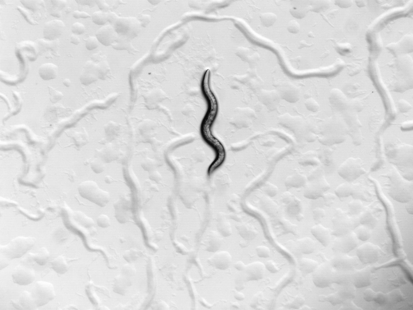 A single adult worm crawling on the surface of a petri dish.