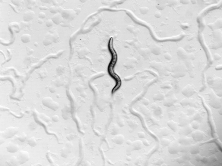 A single adult worm crawling on the surface of a petri dish.