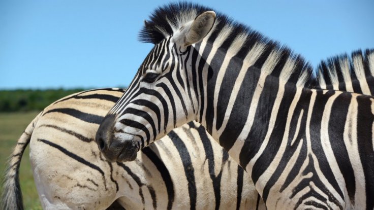 why-do-zebras-have-stripes