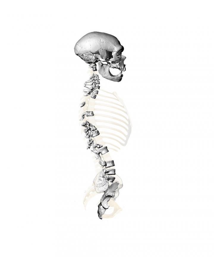 Virtual reconstruction of the skeleton found in La Chapelle-aux-Saints, based on high-resolution 3D surface scans of the spine and pelvis. Virtual reconstruction of the skeleton found in La Chapelle-aux-Saints, based on high-resolution 3D surface scans of the spine and pelvis.