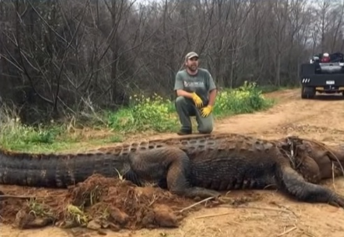alligator alligator