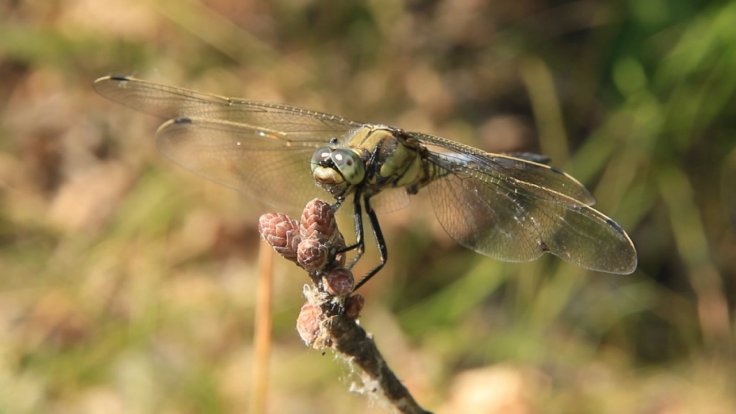 female-dragonflies-fake-their-own-death-to-avoid-mating