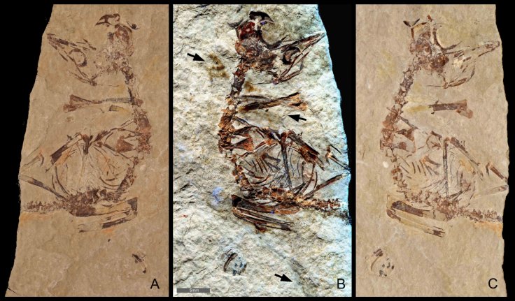 Las Hoyas fossil study