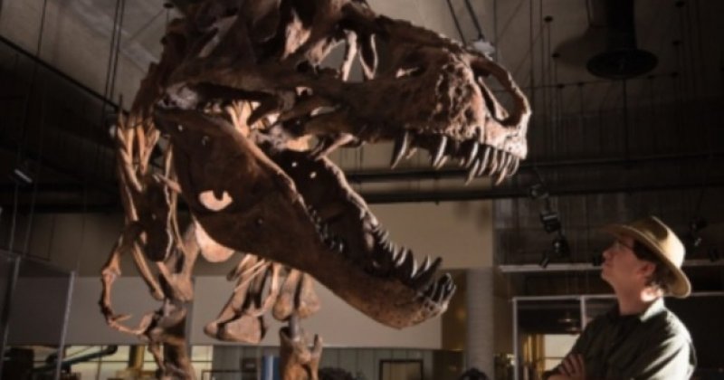 T-Rex Wasn’t Fully Grown Until 40 — Scientists Just Discovered Why! T-Rex Wasn’t Fully Grown Until 40 — Scientists Just Discovered Why!