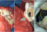 Rat inside chicken Rat inside chicken