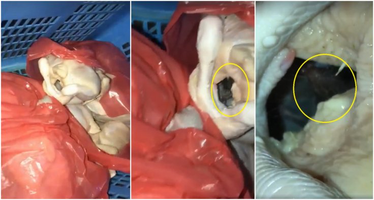 Rat inside chicken Rat inside chicken