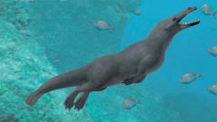 ancient-whale-with-four-legs-discovered-in-peru