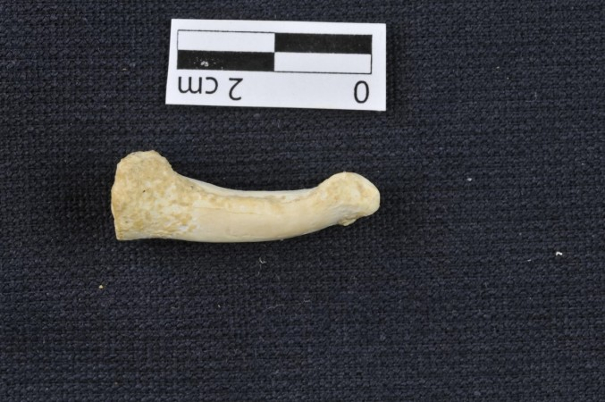 A foot bone of Homo luzonensis showing the curve that suggests the mystery dwarf species of humans could climb trees.Courtesy: Callao Cave Archaeology Project