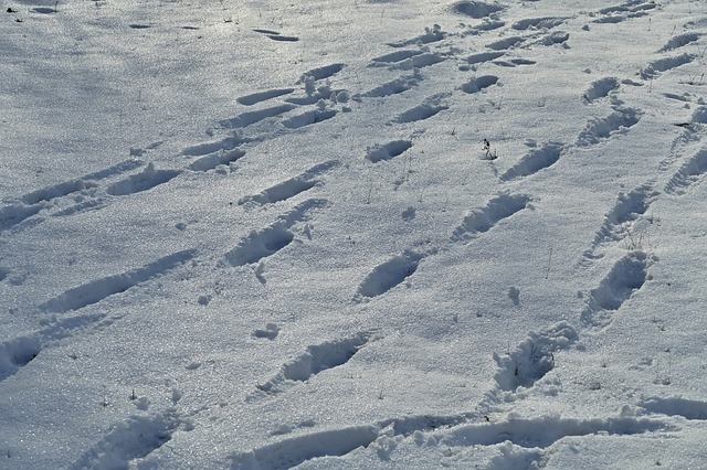 Indian Army claims footprints of Yeti found; Is Nepali folklore on ...