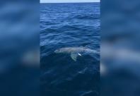 great-white-shark-spotted-off-the-coast-of-florida