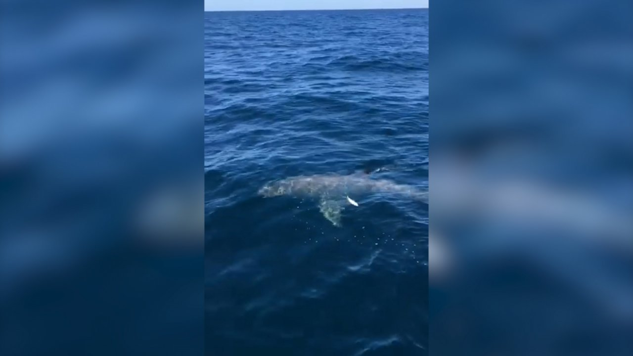 great-white-shark-spotted-off-the-coast-of-florida