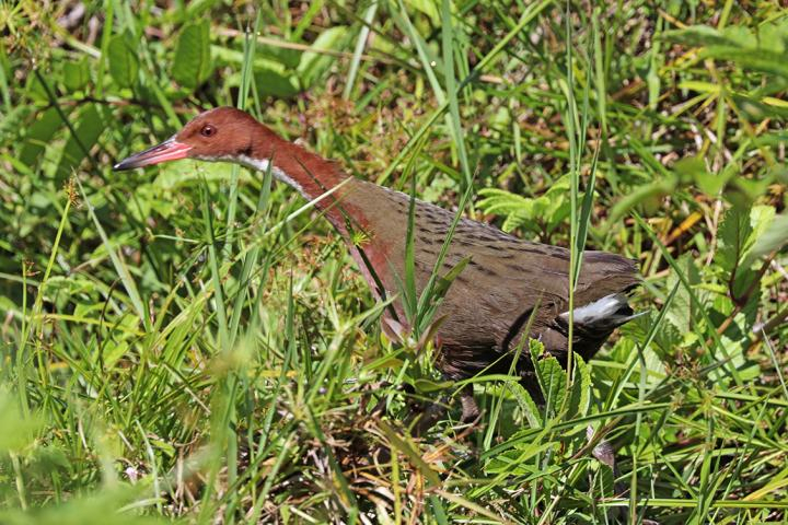 White Throated Rail