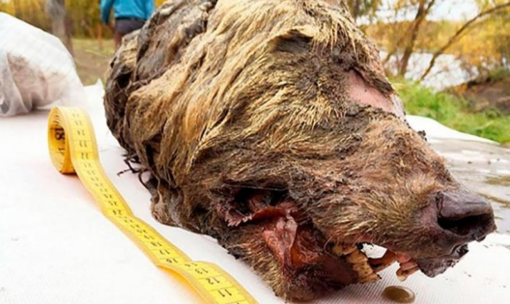 40,000-year-old severed wolf's head
