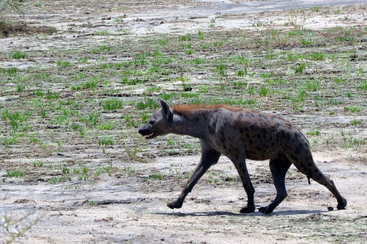 Hyena Hyena