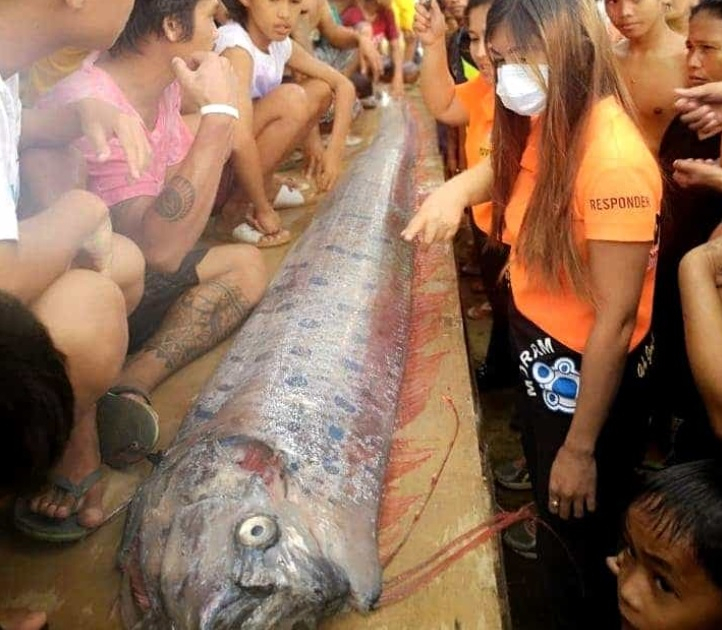 oarfish