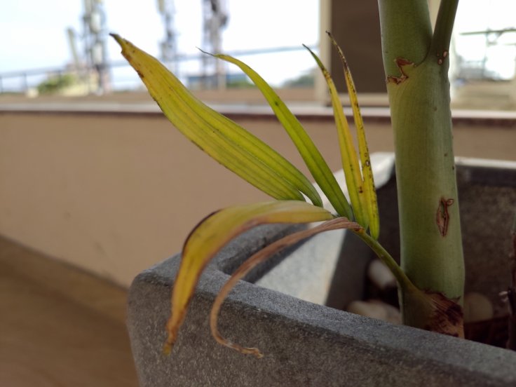 Asus Zenfone 6Z review - camera samples Asus Zenfone 6Z review - camera samples