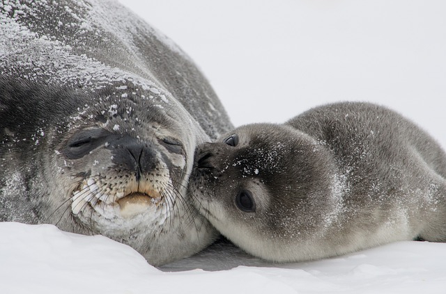 A PREGNANT SEAL 