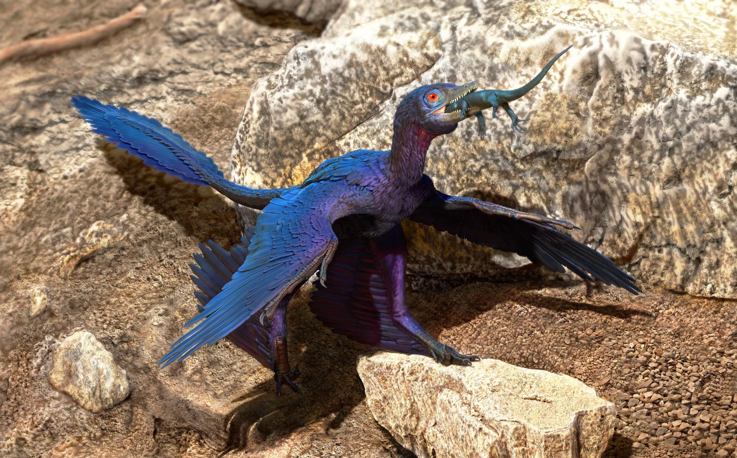 Researchers found new lizard species inside ancient microraptor's stomach