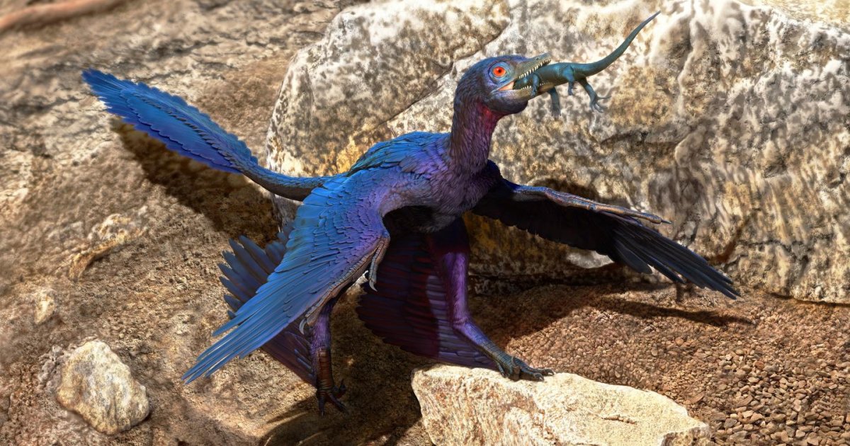 Belly Raptor Researchers found new lizard species inside ancient microrapto...