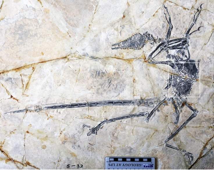A new lizard species in the abdomen of a specimen of Microraptor