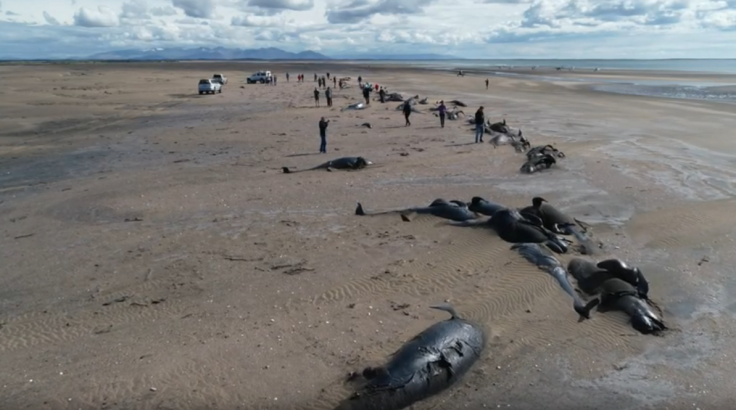 Mass Pilot Whale Death in iceland